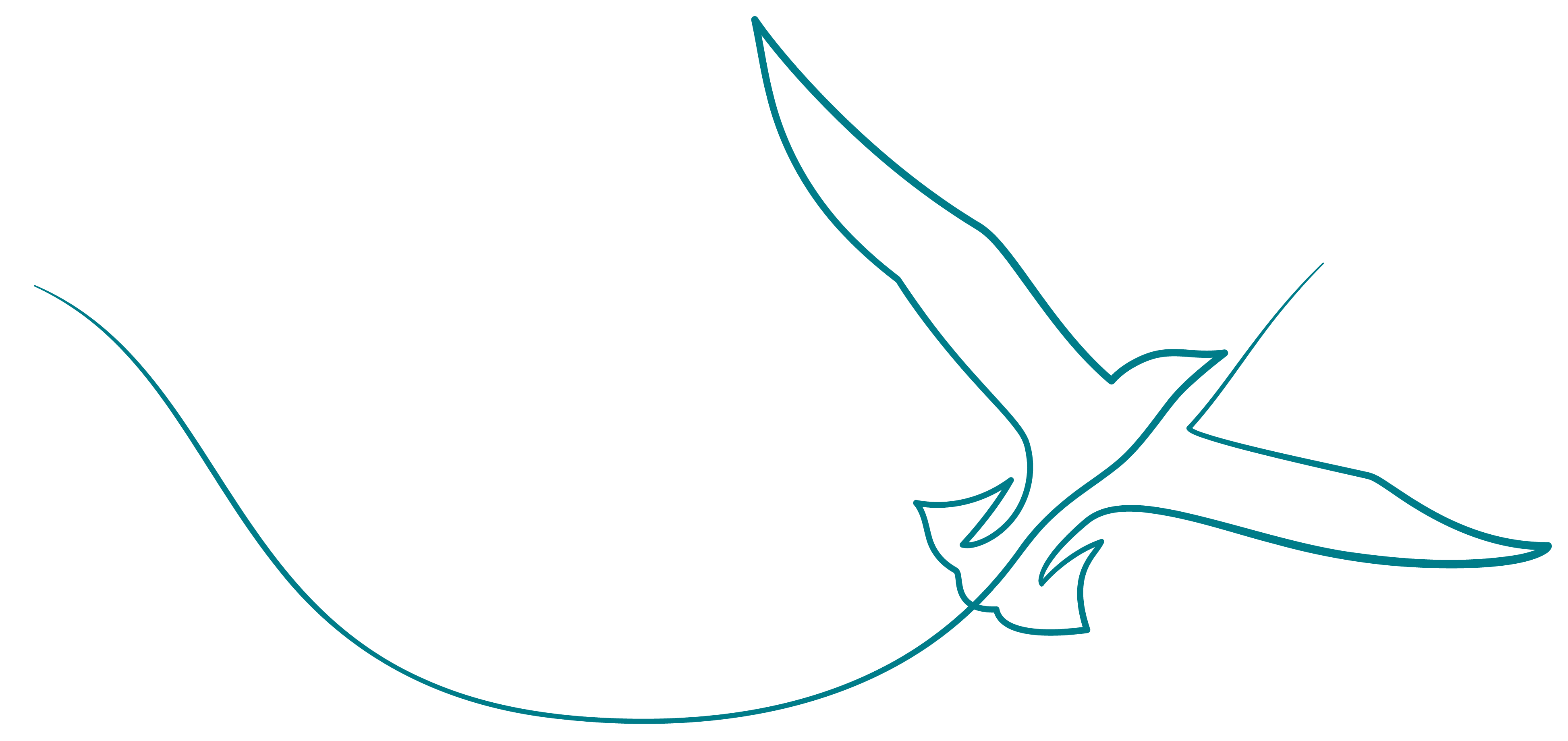 soaring bird line illustration