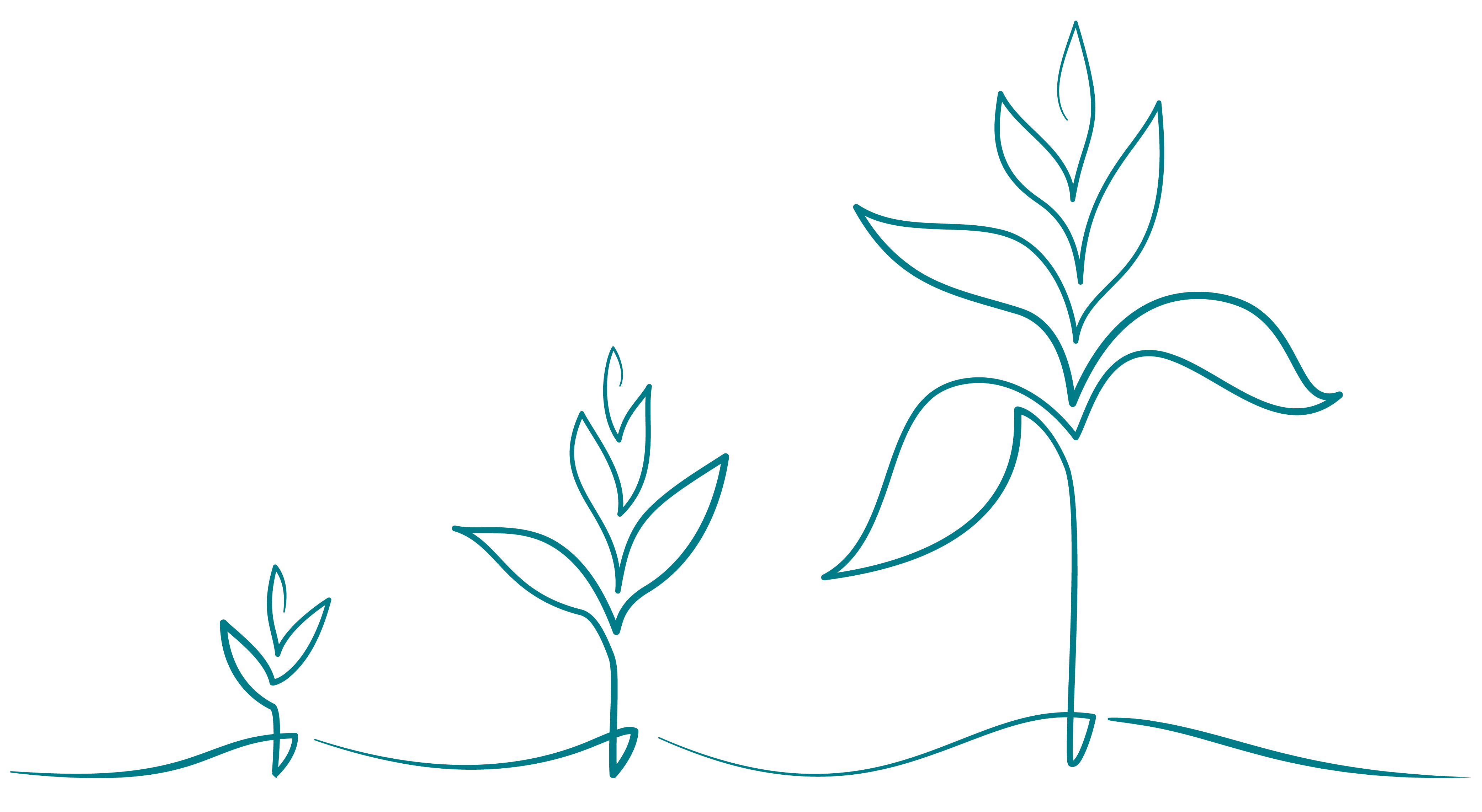 sprouts growing line illustration